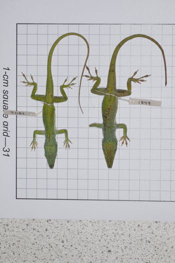 Media type: image;   Herpetology R-189079